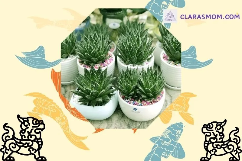 Khái niệm và ý nghĩa phong thủy của cây sen đá