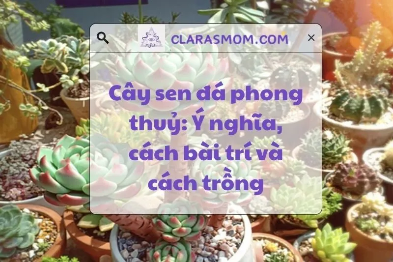 Cây Sen Đá Phong Thủy: Ý Nghĩa, Công Dụng Và Cách Chăm Sóc 2025
