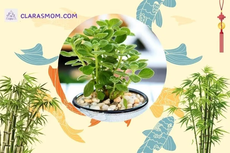 Cây sen thơm phong thủy là gì? Ý nghĩa và tác dụng