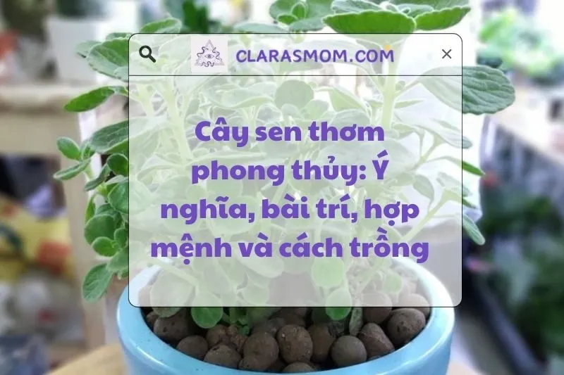 Cây sen thơm phong thủy: Ý nghĩa, tác dụng và cách chăm sóc 2025