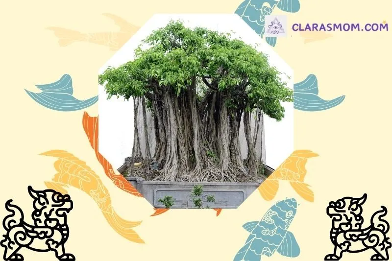 Ý nghĩa phong thủy của cây si cảnh