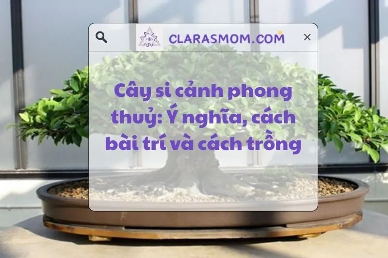 Cây Si Cảnh Phong Thủy: Ý Nghĩa, Cách Trồng Và Lợi Ích 2025