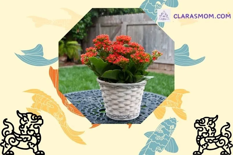 Ý nghĩa phong thủy của cây sống đời