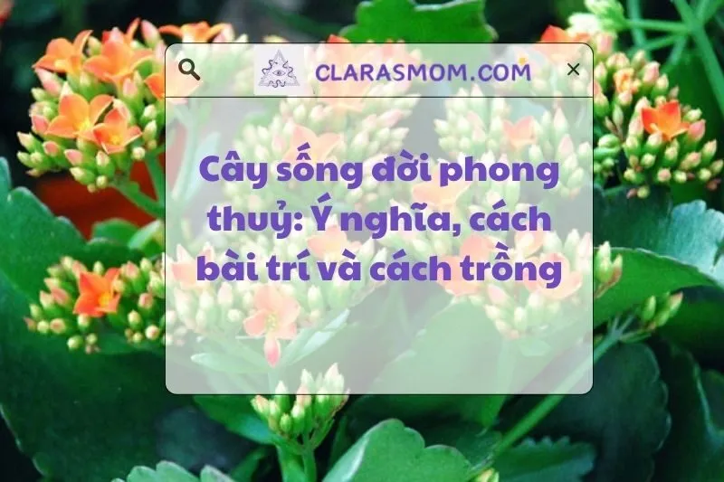 Ý nghĩa và cách trồng cây Sống Đời phong thủy cho không gian sống 2025