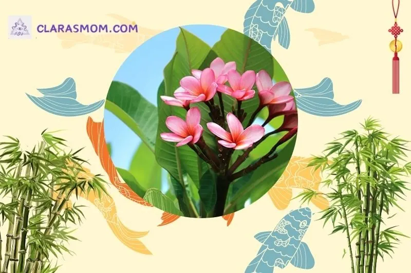 Ý nghĩa phong thủy của cây sứ đại