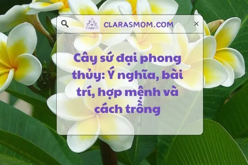 Cây sứ đại phong thủy: Ý nghĩa và cách chăm sóc hiệu quả 2025