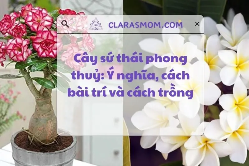 Cây sứ Thái phong thủy: Ý nghĩa và cách trồng chăm sóc đúng cách 2025