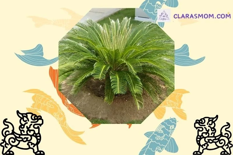 Ý nghĩa phong thủy của cây thiên tuế