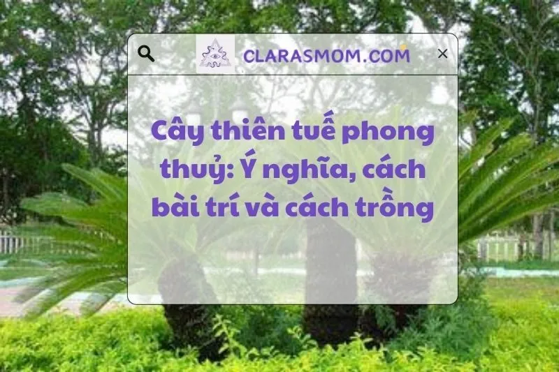 Ý nghĩa cây thiên tuế phong thủy: Cách chọn, bài trí và chăm sóc 2025