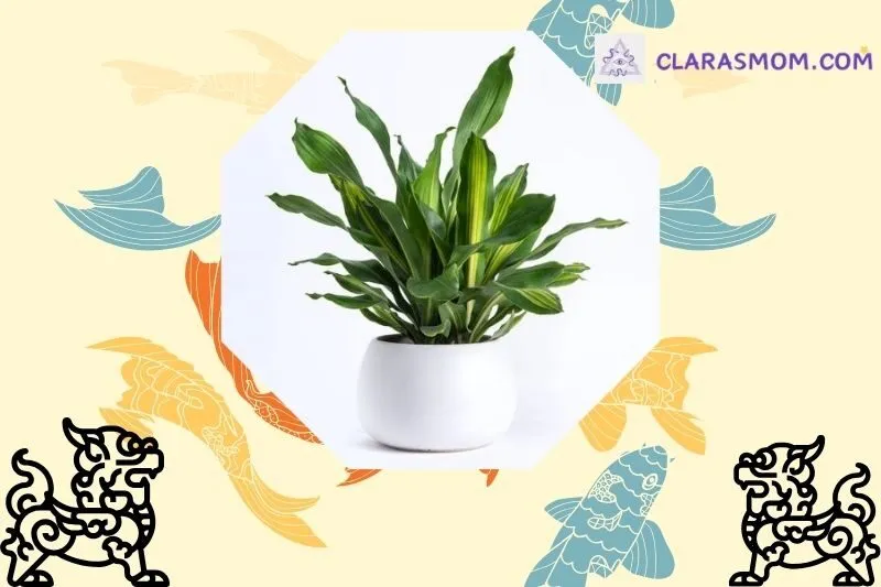 Cây thiết mộc lan phong thủy là gì?