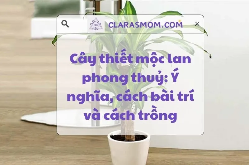 Cây thiết mộc lan phong thủy: Ý nghĩa và cách chăm sóc 2025