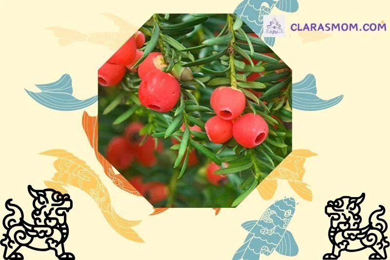 Ý nghĩa phong thủy của cây thông đỏ