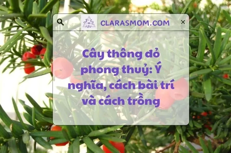 Cây thông đỏ phong thủy: Ý nghĩa, công dụng và cách chăm sóc