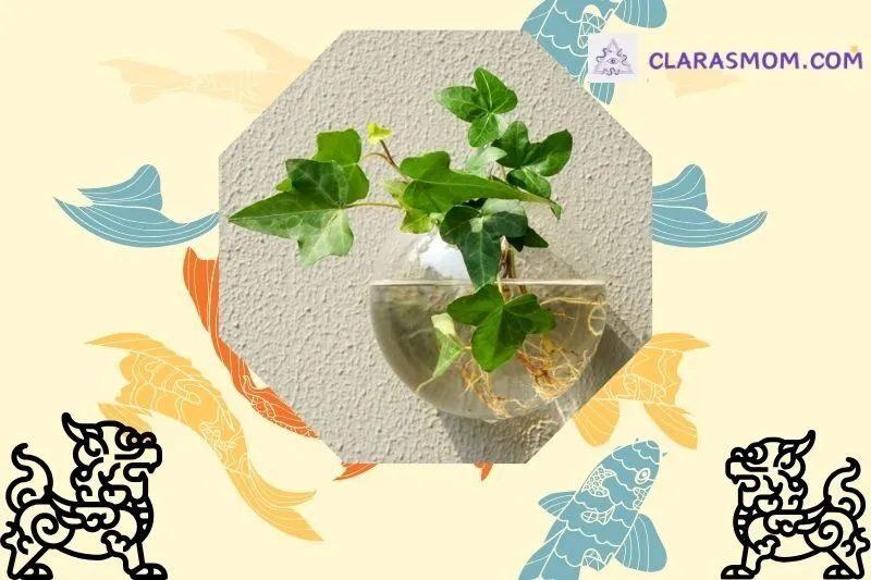 Cây thường xuân phong thủy là gì?