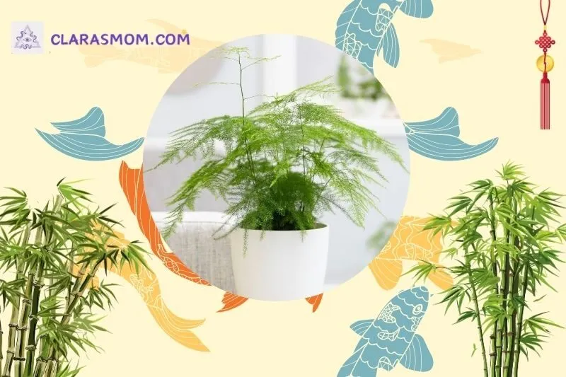 Cây thủy tùng phong thủy là gì?