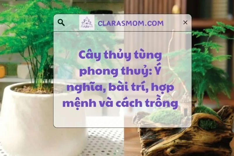 Cây thủy tùng phong thủy: Ý nghĩa, lợi ích và cách chăm sóc 2025