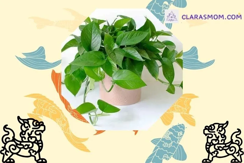 Cây trầu bà phong thủy: Khái niệm và ý nghĩa sâu sắc