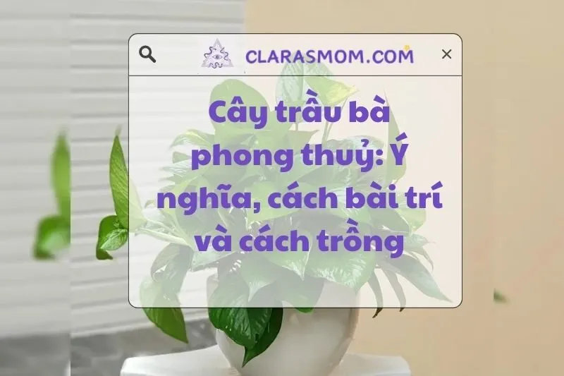 Cây trầu bà phong thủy: Ý nghĩa và cách chăm sóc tốt nhất 2025