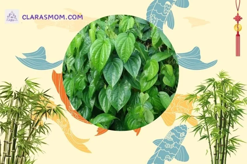 Khái niệm và ý nghĩa phong thủy của cây trầu không