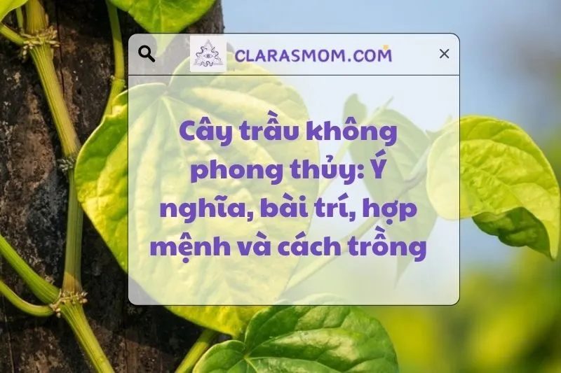 Khái niệm, ý nghĩa và cách bài trí cây trầu không phong thủy 2025