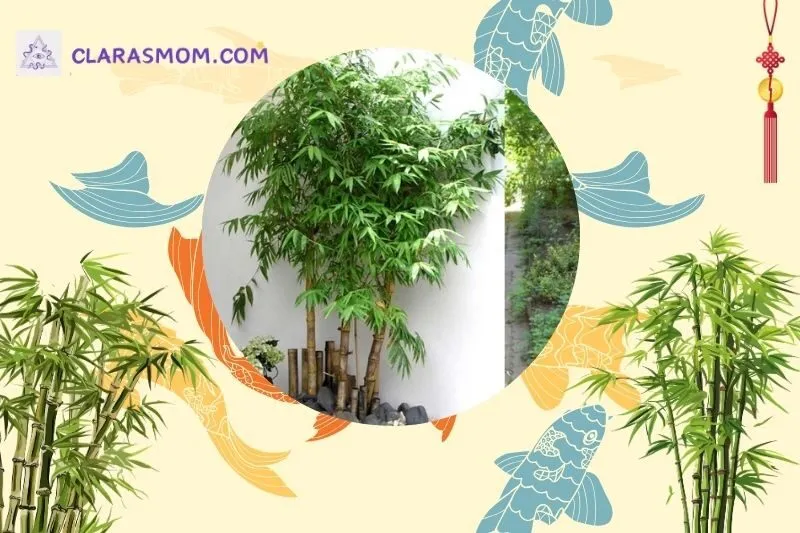 Cây tre phong thủy là gì? Ý nghĩa và giá trị trong phong thủy