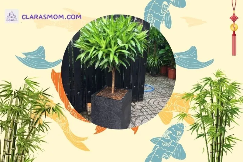 Ý nghĩa phong thủy và tác dụng của cây Trúc Bách Hợp