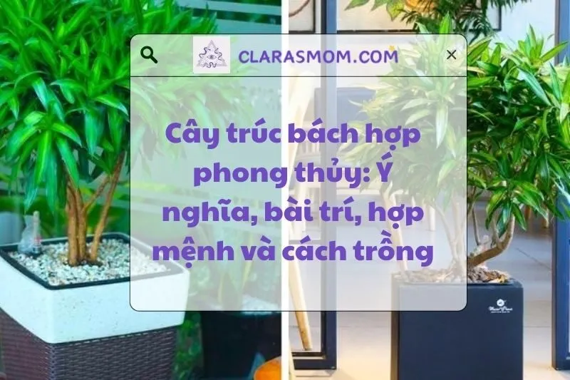 Cây Trúc Bách Hợp Phong Thủy: Ý Nghĩa, Công Dụng và Cách Trồng 2025