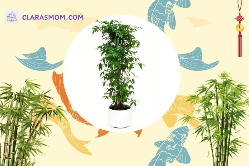Ý nghĩa phong thủy của cây trúc Nhật