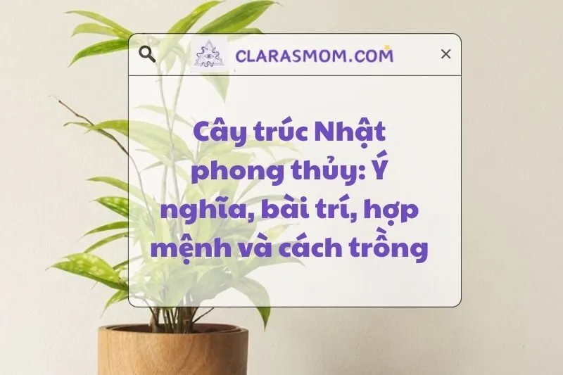 Khám Phá Ý Nghĩa Cây Trúc Nhật Phong Thuỷ Và Cách Chăm Sóc 2025