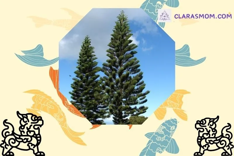 Ý nghĩa phong thủy của cây tùng bách