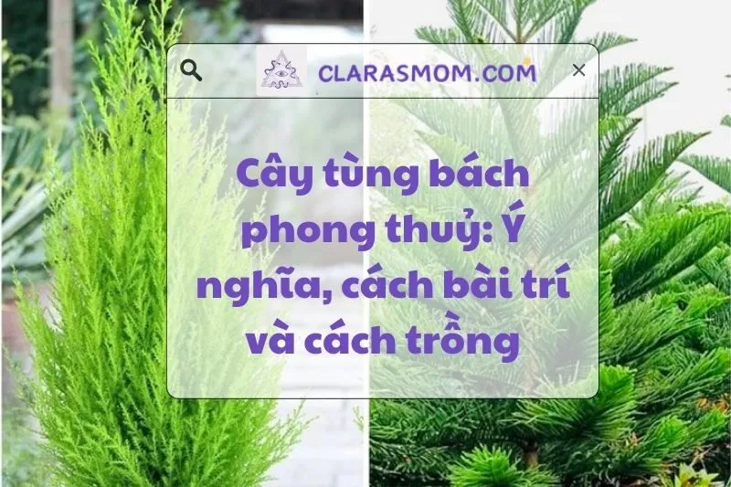 Cây Tùng Bách Phong Thủy: Ý Nghĩa, Cách Chăm Sóc và Bài Trí 2025
