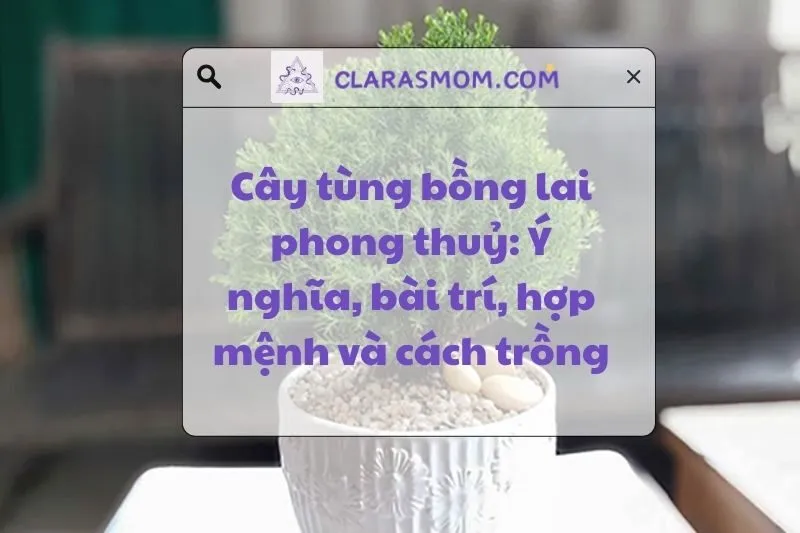 Cây Tùng Bồng Lai Phong Thủy: Ý Nghĩa, Cách Đặt, Chăm Sóc 2025