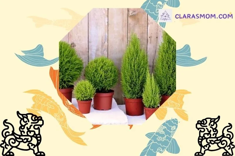 Ý nghĩa và đặc điểm nổi bật của cây tùng thơm phong thuỷ