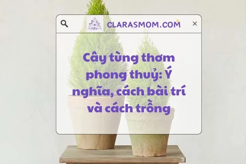 Khám Phá Cây Tùng Thơm Phong Thuỷ: Ý Nghĩa và Cách Chăm Sóc 2025
