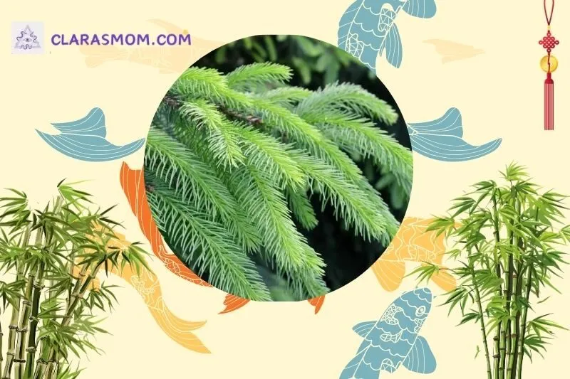 Ý nghĩa phong thủy của cây tuyết tùng