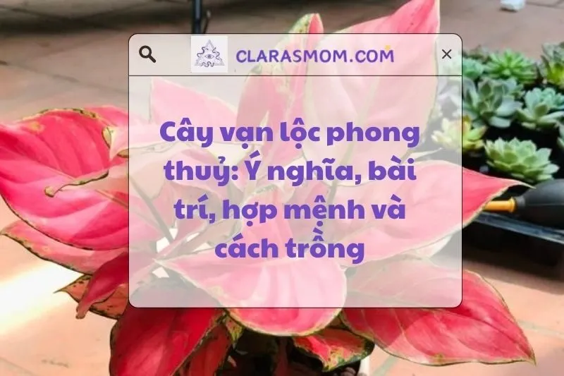 Khám Phá Cây Vạn Lộc Phong Thuỷ: Ý Nghĩa Và Cách Chọn Theo Mệnh 2025
