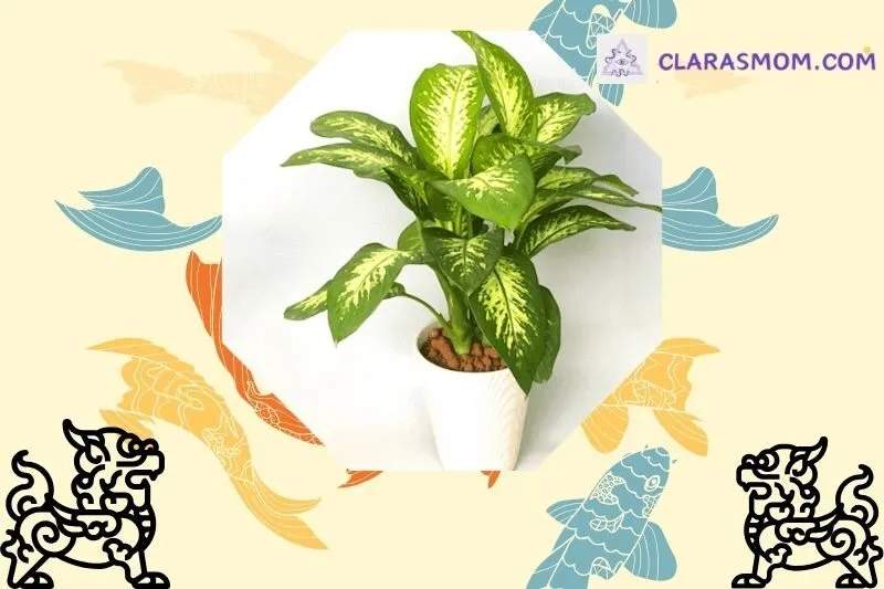 Cây Vạn Niên Thanh phong thủy là gì? Ý nghĩa trong cuộc sống và phong thủy