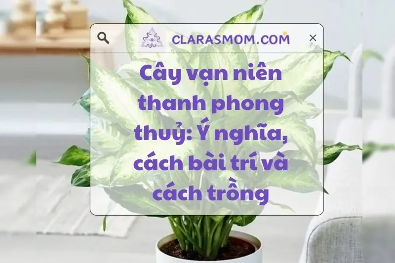 Cây Vạn Niên Thanh Phong Thủy: Ý Nghĩa, Cách Trồng Và Chăm Sóc 2025