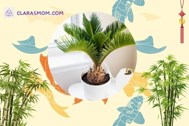 Cây vạn tuế phong thủy là gì? Ý nghĩa và đặc điểm nổi bật