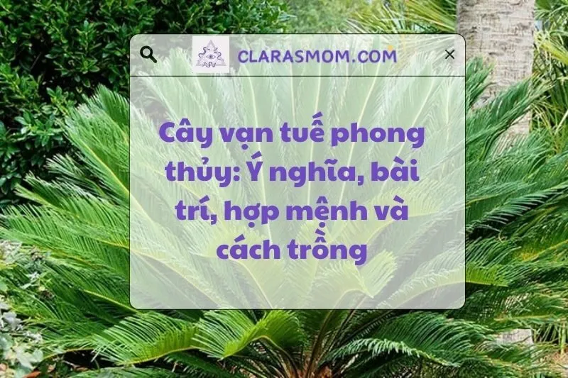 Cây Vạn Tuế Phong Thủy: Ý Nghĩa, Cách Bày Trí và Chăm Sóc 2025