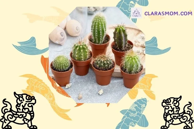 Ý nghĩa phong thủy của cây xương rồng